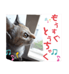 ハナとウランの日常（ちびっ子ver）（個別スタンプ：4）