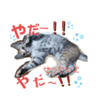 ハナとウランの日常（ちびっ子ver）（個別スタンプ：8）
