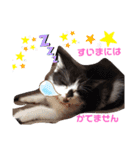 ハナとウランの日常（ちびっ子ver）（個別スタンプ：11）