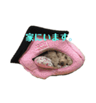 マロンちゃんメルちゃんの仲良しスタンプ2（個別スタンプ：30）