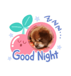 チワワのちーちゃん（個別スタンプ：3）