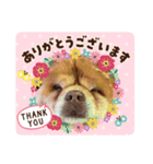 チワワのちーちゃん（個別スタンプ：5）