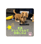 ダックス ヴェル（個別スタンプ：3）