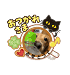 ダックス ヴェル（個別スタンプ：4）