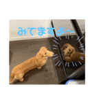 ダックス ヴェル（個別スタンプ：7）