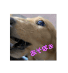 ダックス ヴェル（個別スタンプ：8）