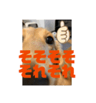 ダックス ヴェル（個別スタンプ：15）
