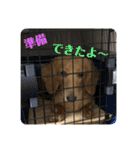 ダックス ヴェル（個別スタンプ：18）