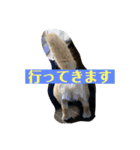 ダックス ヴェル（個別スタンプ：19）