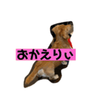 ダックス ヴェル（個別スタンプ：20）