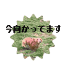 ダックス ヴェル（個別スタンプ：23）