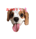 キャバリア ルタの日常スタンプ2（個別スタンプ：4）