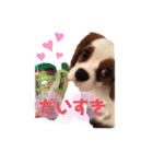 キャバリア ルタの日常スタンプ2（個別スタンプ：7）