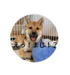 日常会話（柴犬）（個別スタンプ：2）