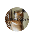 日常会話（柴犬）（個別スタンプ：3）