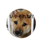 日常会話（柴犬）（個別スタンプ：4）