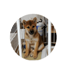 日常会話（柴犬）（個別スタンプ：5）