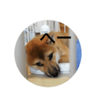 日常会話（柴犬）（個別スタンプ：6）