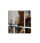 日常会話（柴犬）（個別スタンプ：7）