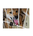 日常会話（柴犬）（個別スタンプ：8）