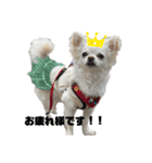 愉快な仲間達(犬と猫達)（個別スタンプ：1）