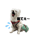 愉快な仲間達(犬と猫達)（個別スタンプ：2）