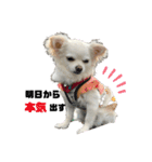 愉快な仲間達(犬と猫達)（個別スタンプ：3）