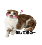 愉快な仲間達(犬と猫達)（個別スタンプ：4）