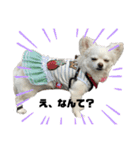 愉快な仲間達(犬と猫達)（個別スタンプ：5）