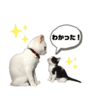 愉快な仲間達(犬と猫達)（個別スタンプ：6）