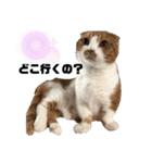 愉快な仲間達(犬と猫達)（個別スタンプ：8）