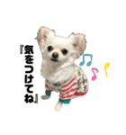 愉快な仲間達(犬と猫達)（個別スタンプ：9）