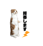 愉快な仲間達(犬と猫達)（個別スタンプ：11）