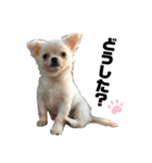 愉快な仲間達(犬と猫達)（個別スタンプ：12）
