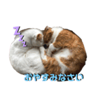 愉快な仲間達(犬と猫達)（個別スタンプ：14）