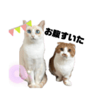 愉快な仲間達(犬と猫達)（個別スタンプ：15）