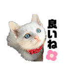 愉快な仲間達(犬と猫達)（個別スタンプ：16）