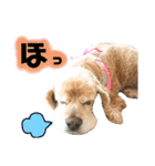 イブちゃんの日常2（個別スタンプ：12）
