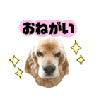 イブちゃんの日常2（個別スタンプ：13）