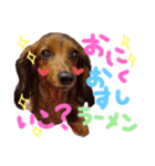 マロンちゃんスタンプ♡♡♡（個別スタンプ：15）