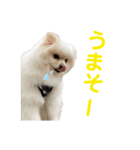 うちのポム（個別スタンプ：15）