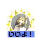 チェロ スタンプ（個別スタンプ：1）