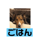 チェロ スタンプ（個別スタンプ：4）