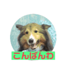 チェロ スタンプ（個別スタンプ：9）