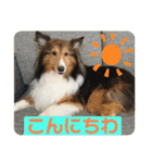 チェロ スタンプ（個別スタンプ：12）