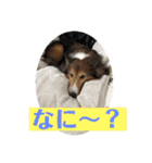 チェロ スタンプ（個別スタンプ：15）