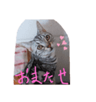 プリンちゃんとマロンちゃんその3（個別スタンプ：5）