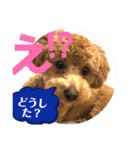 ショコロン家族用2（個別スタンプ：2）