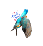 Happy BirdWatching ！？ 3（個別スタンプ：1）