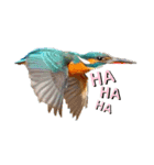 Happy BirdWatching ！？ 3（個別スタンプ：5）
